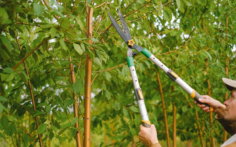 Tree trimming in North Rose, NY