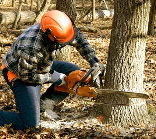 Tree Removal in North Rose, NY